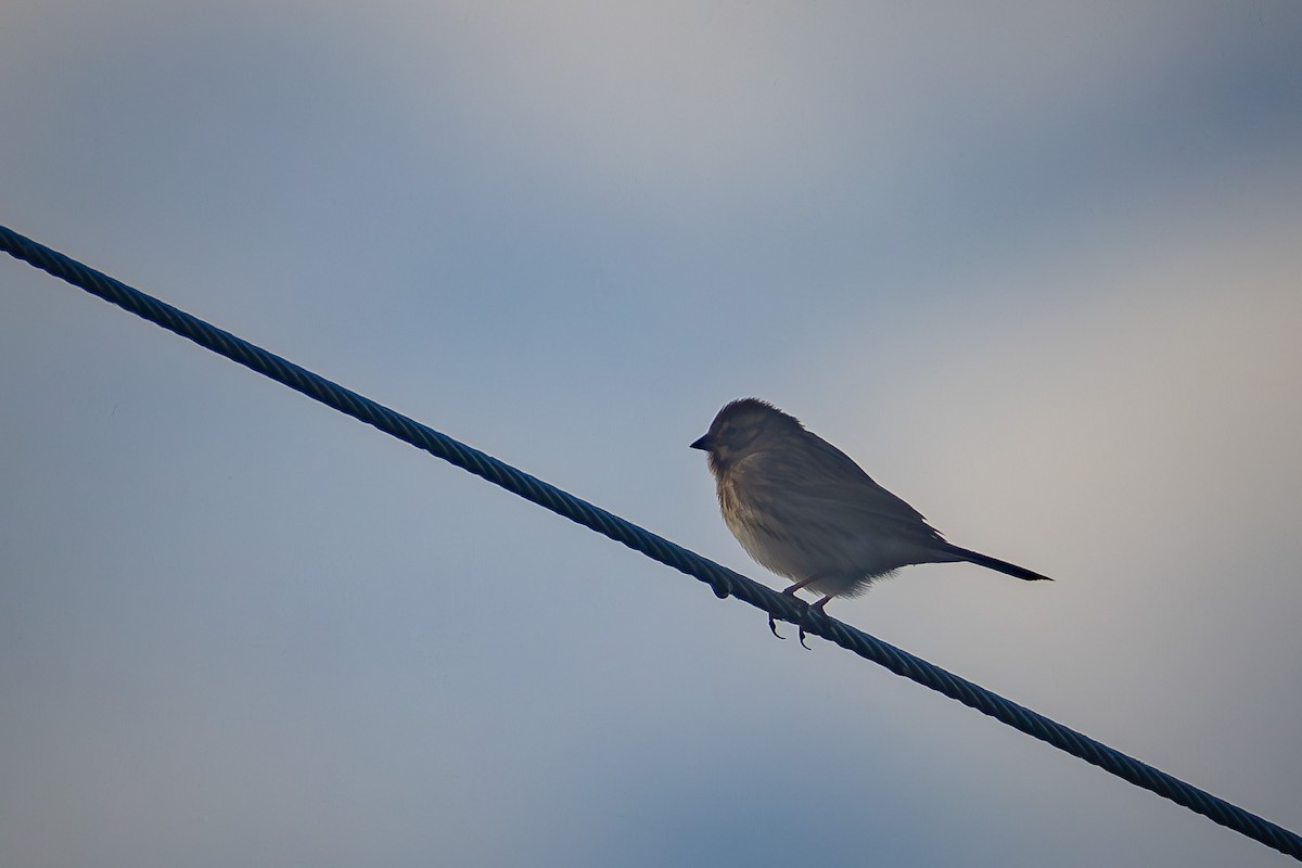Reed Bunting - ML643766062