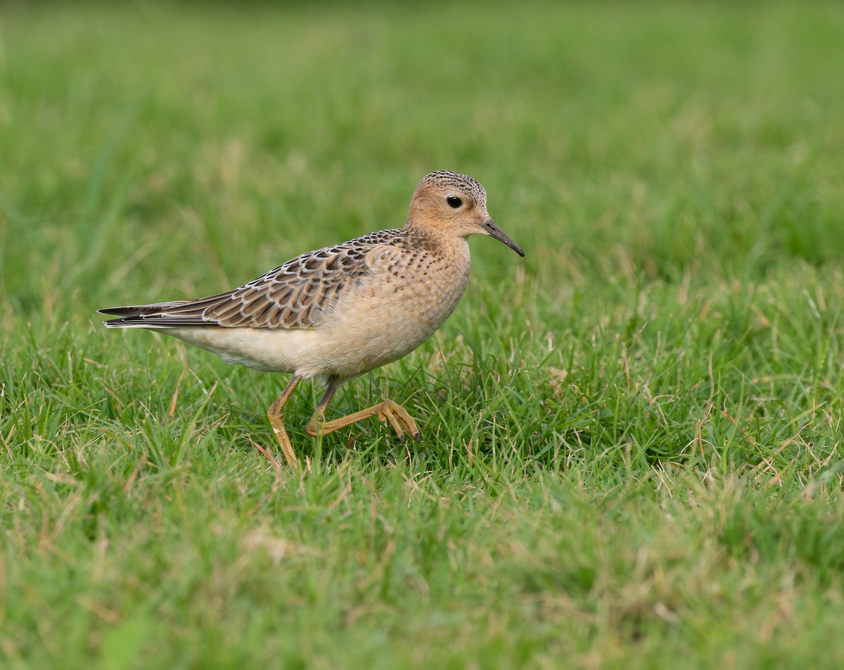 Buff-breasted Sandpiper - ML643766073