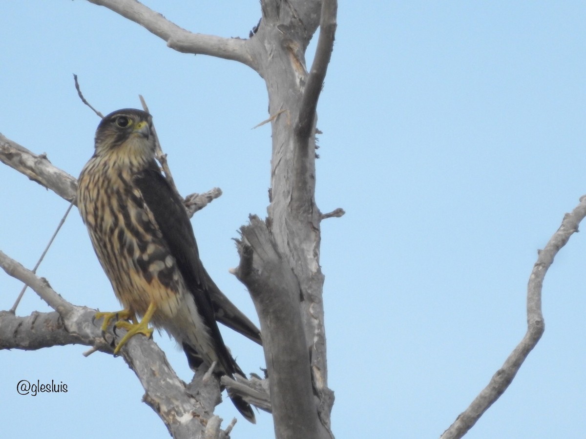 Merlin - ML643766075