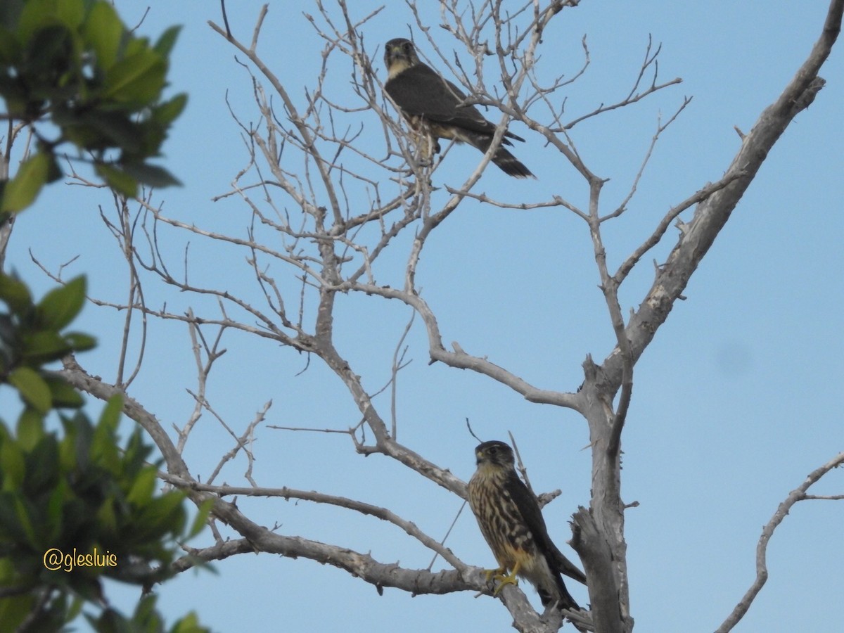 Merlin - ML643766076