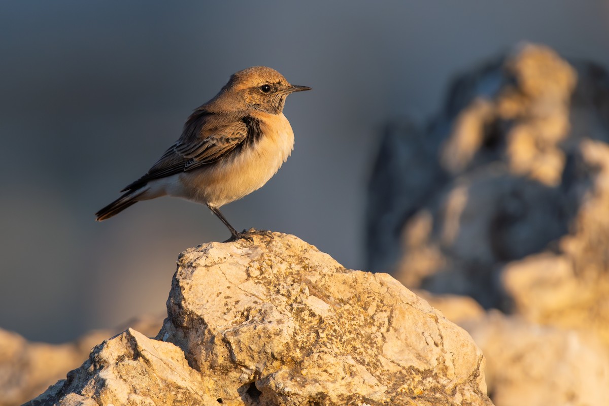 Eastern Black-eared Wheatear - ML643766077