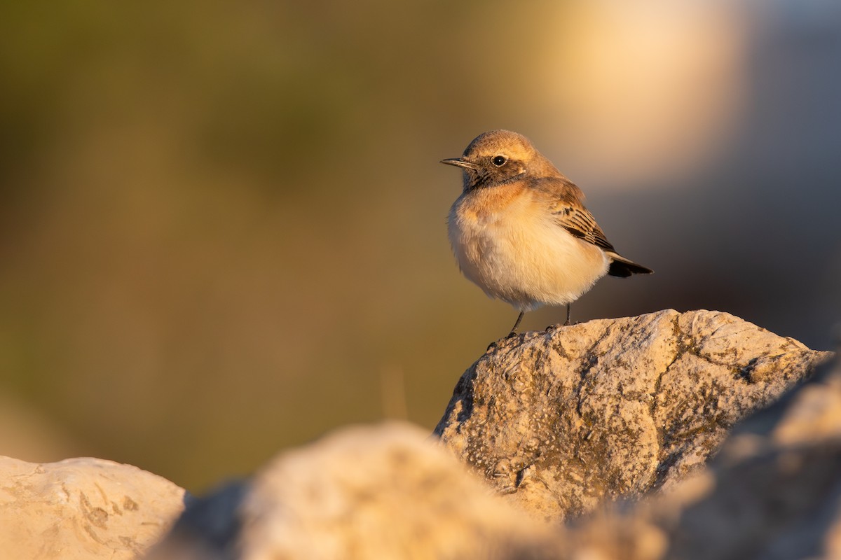Eastern Black-eared Wheatear - ML643766078
