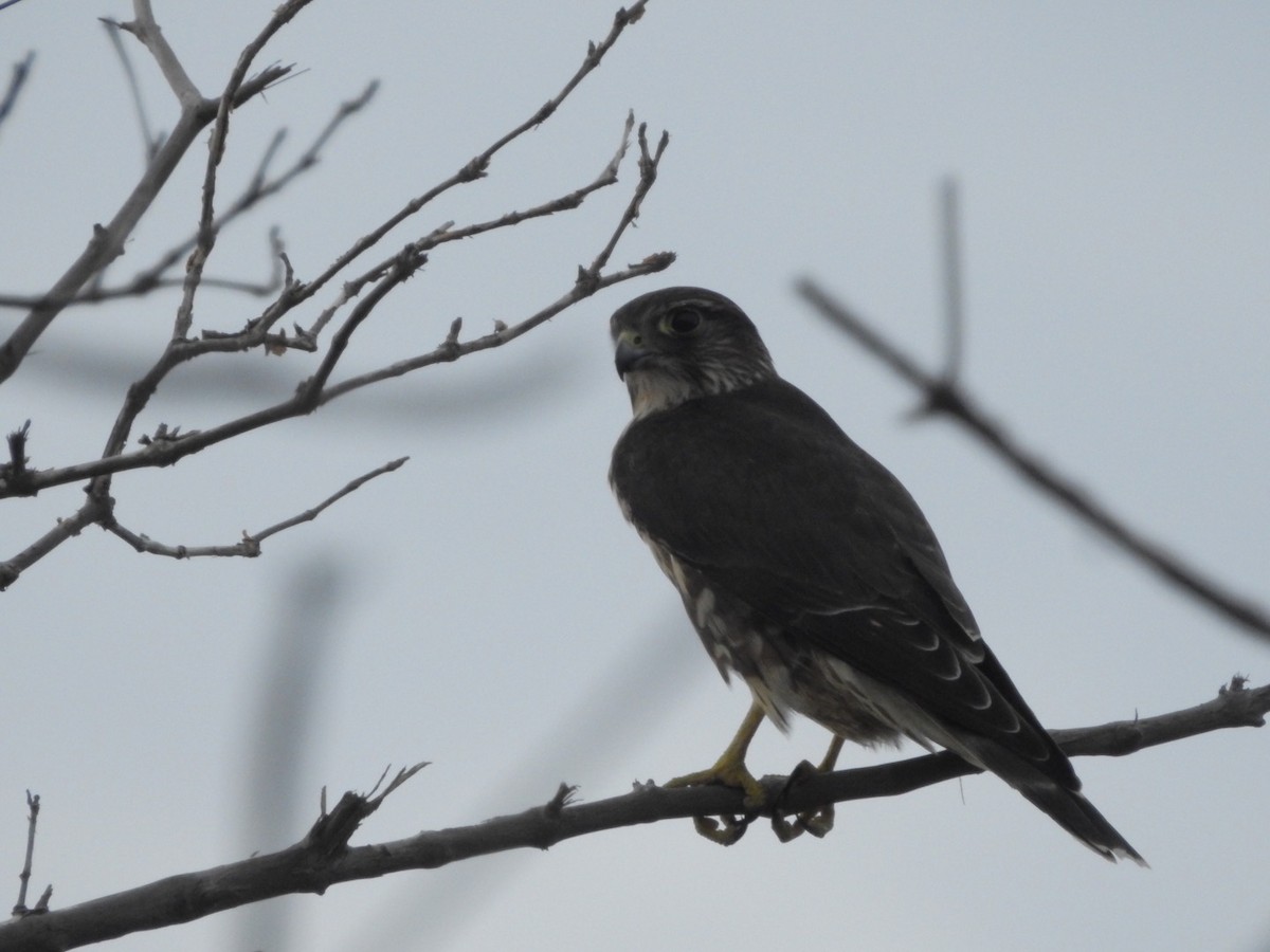 Merlin - ML643766080