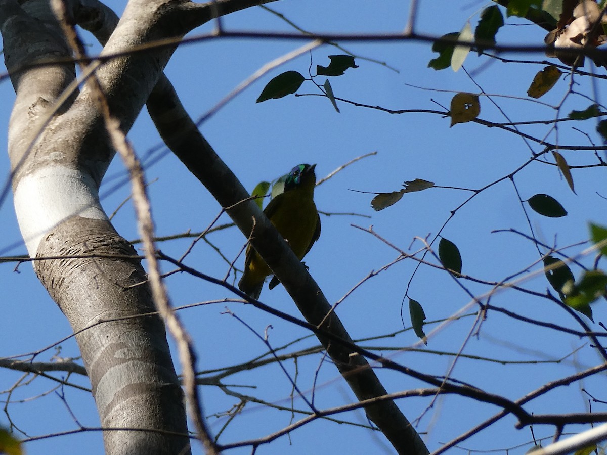 Schlegel's Asity - ML643766089