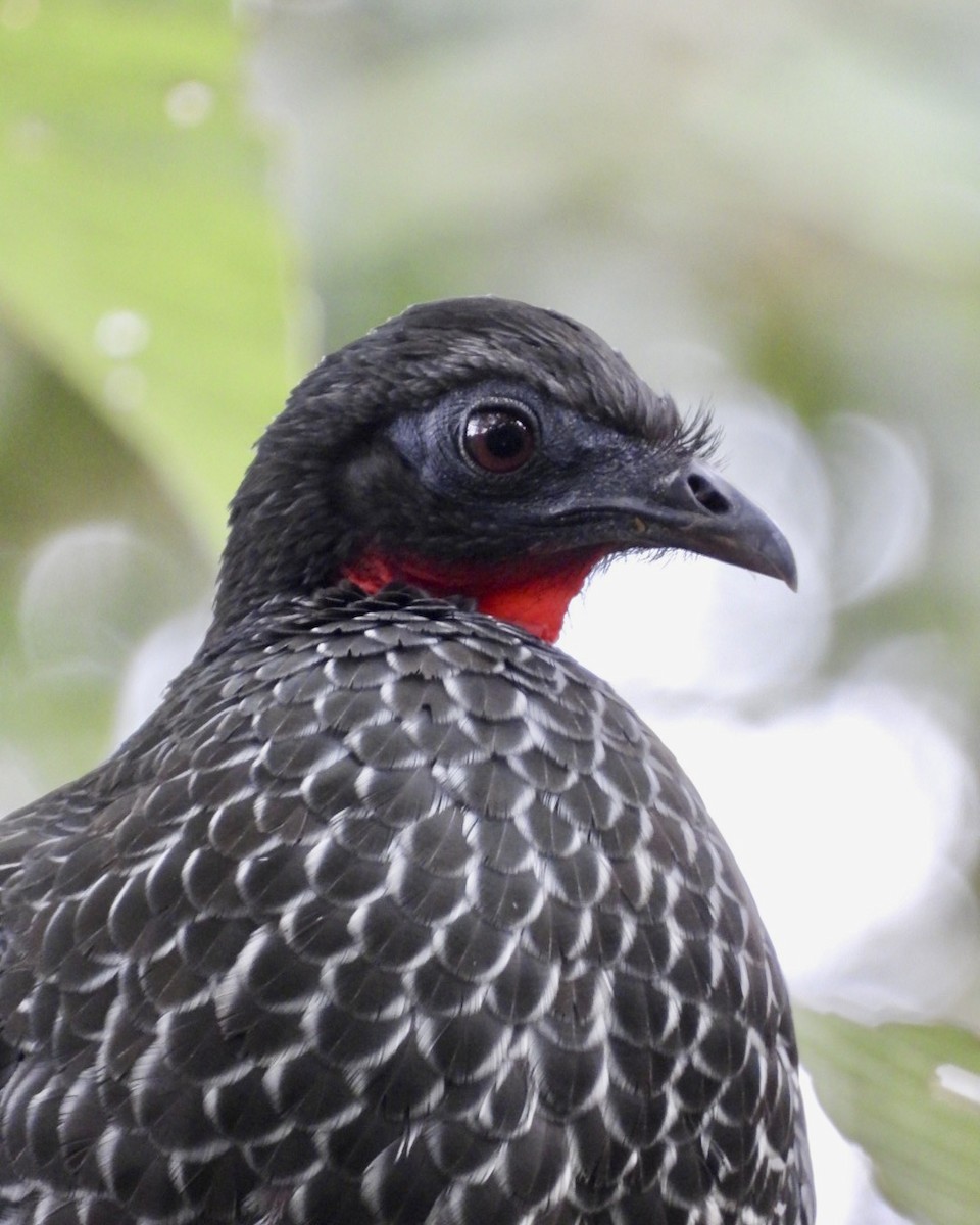 Cauca Guan - ML643766092
