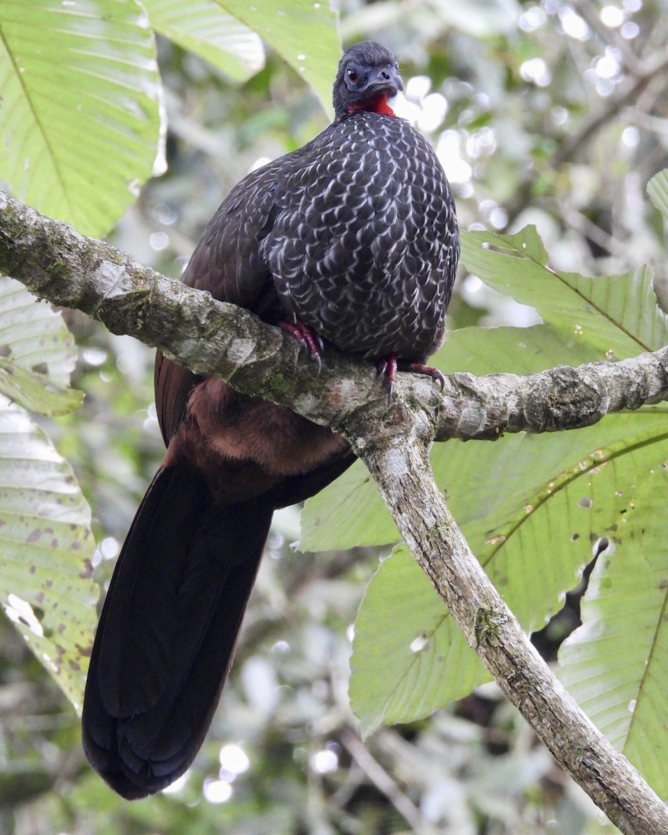 Cauca Guan - ML643766093