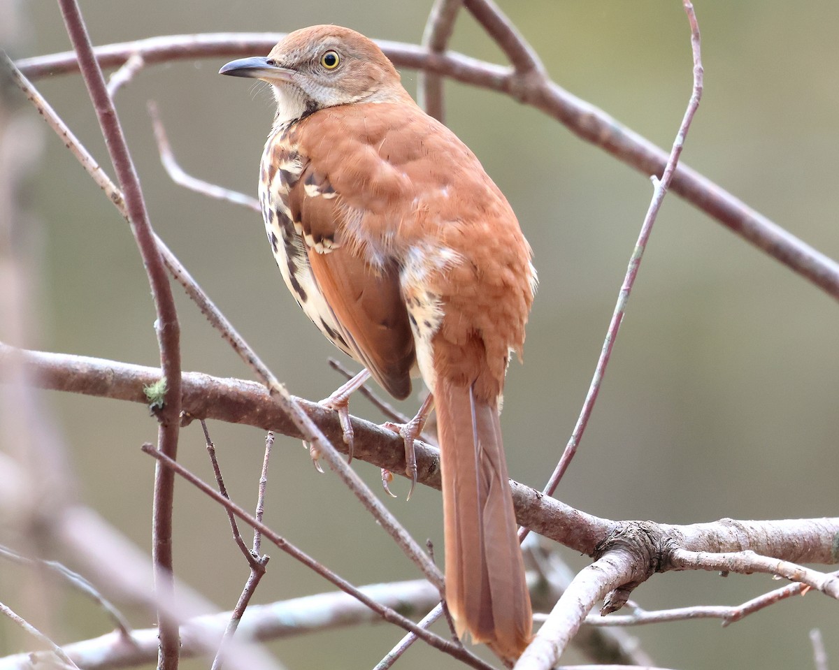 Brown Thrasher - ML643766099