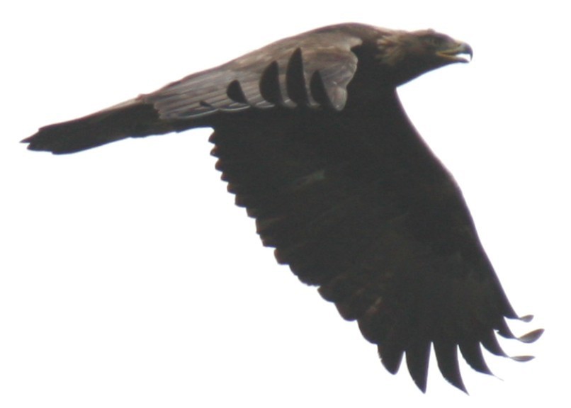 Kaya Kartalı - ML643766114