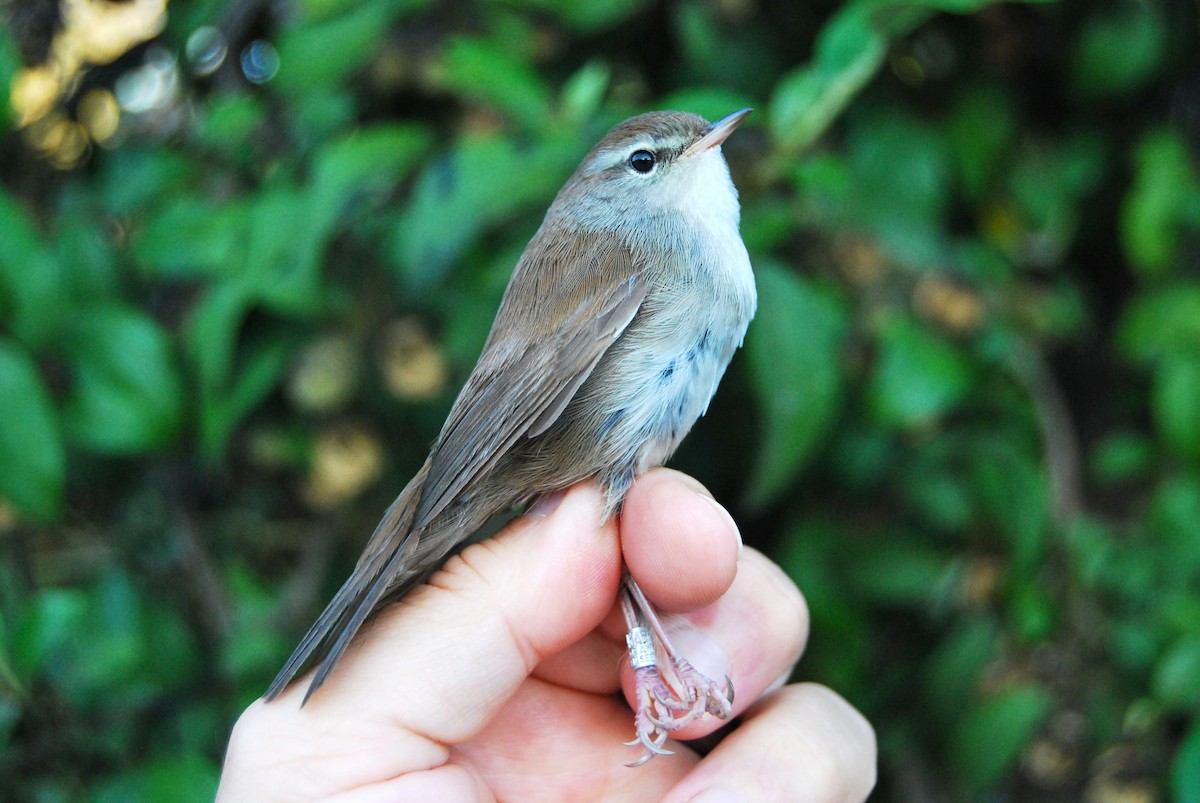 Cetti's Warbler - ML643766115