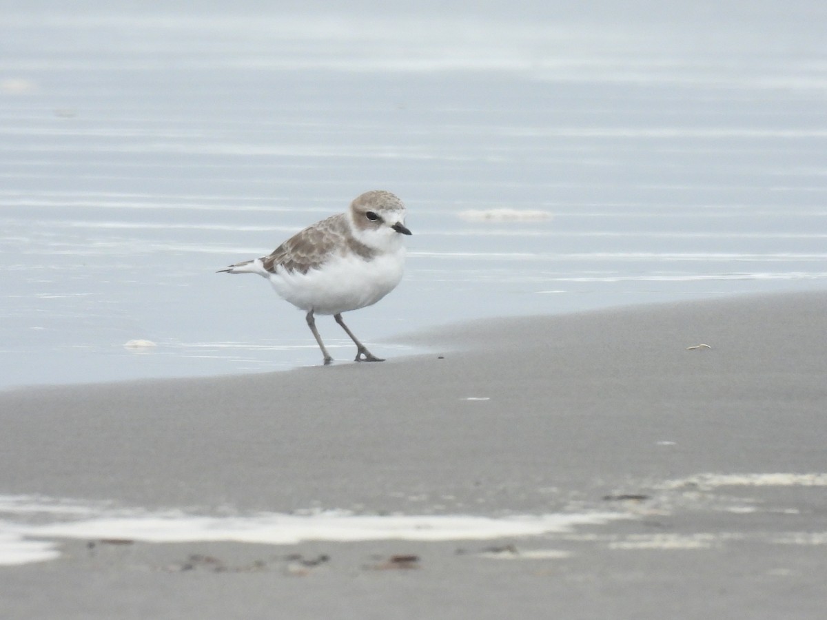 Snowy Plover - ML643766128