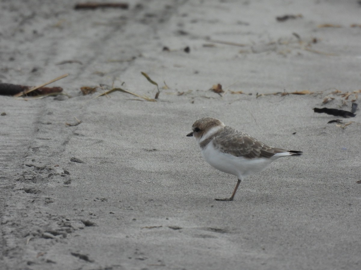 Snowy Plover - ML643766129