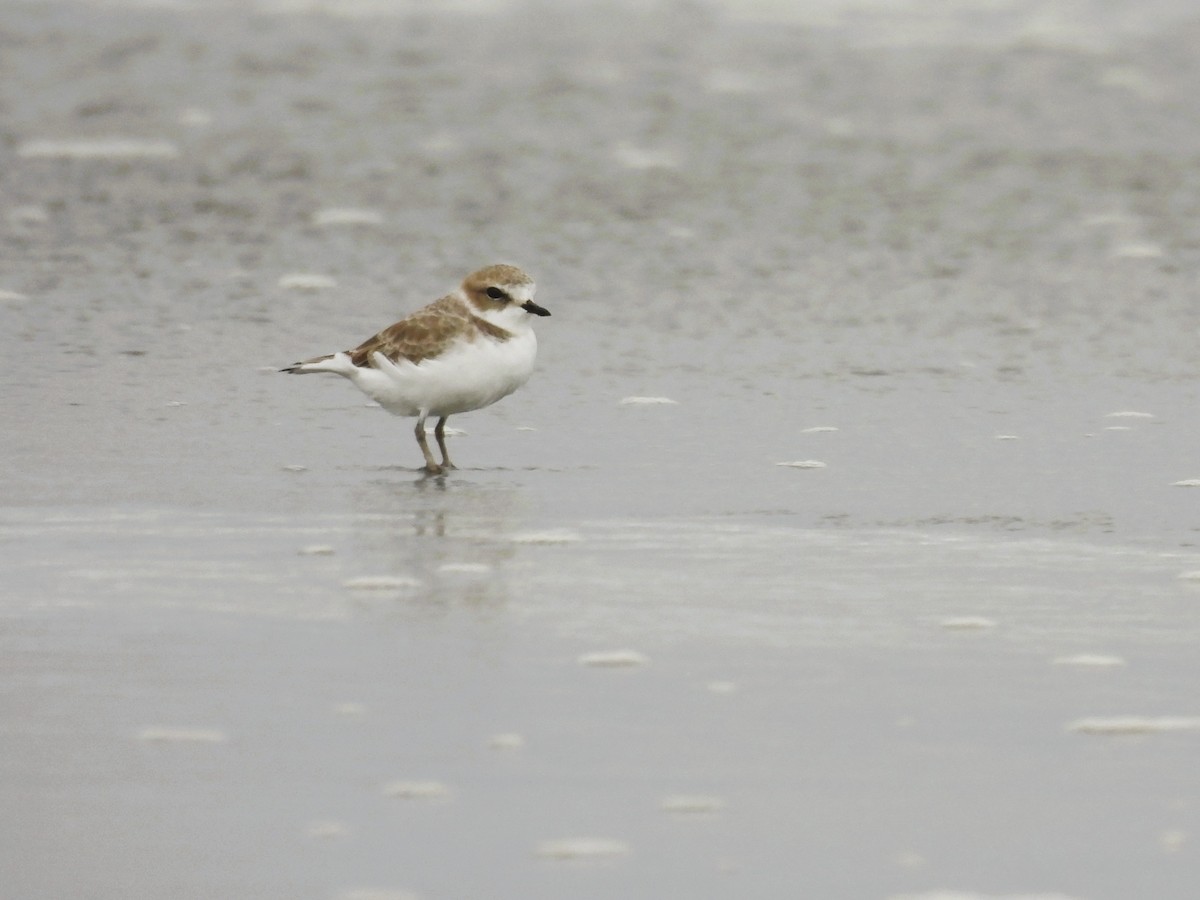 Snowy Plover - ML643766130