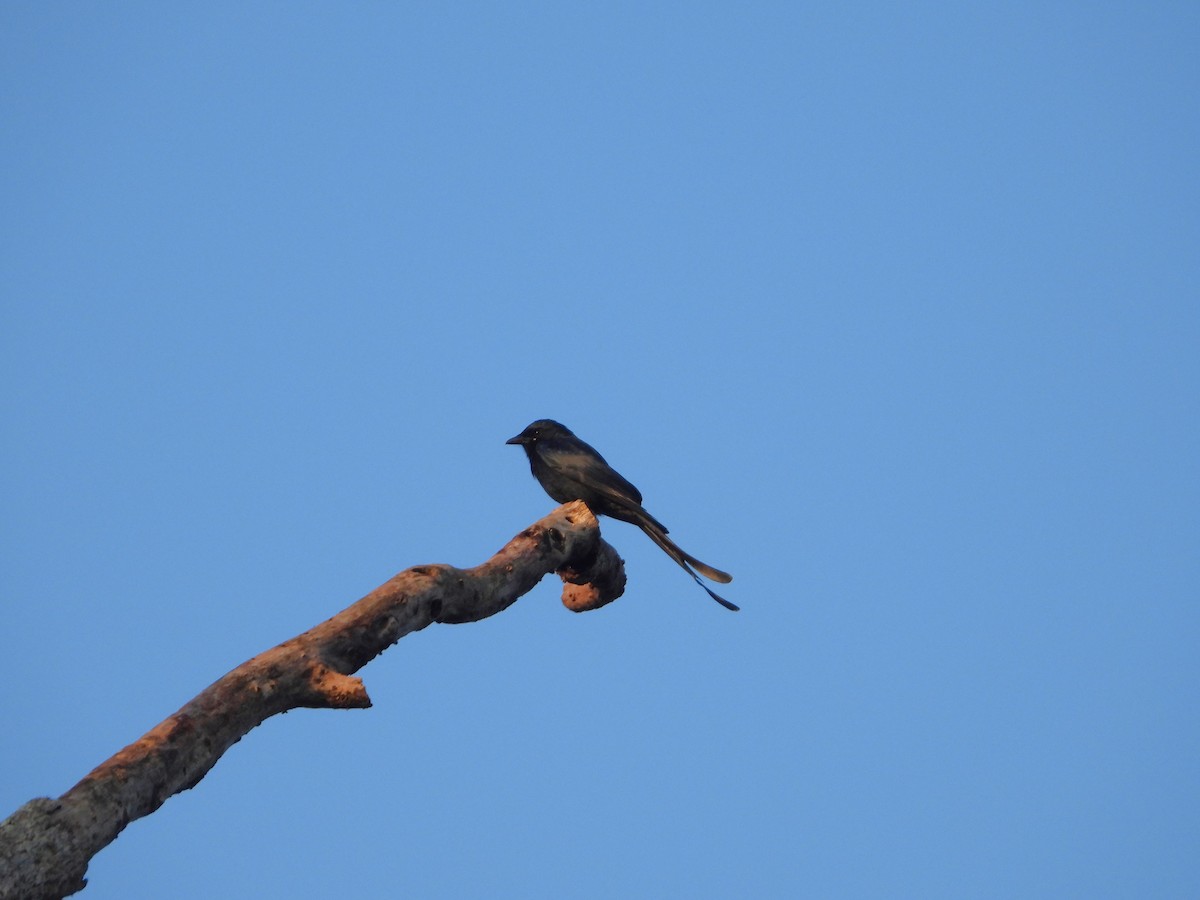 Kara Drongo - ML643766133