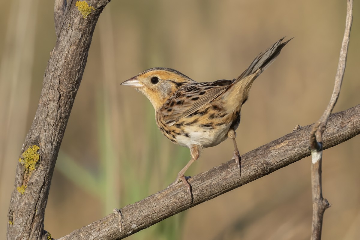 LeConte's Sparrow - ML643766143