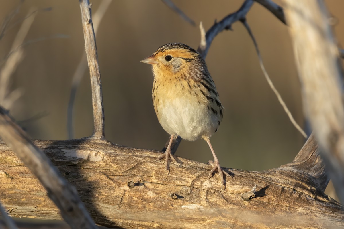 LeConte's Sparrow - ML643766149