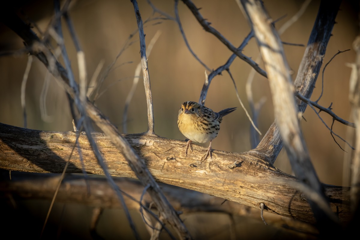 LeConte's Sparrow - ML643766151