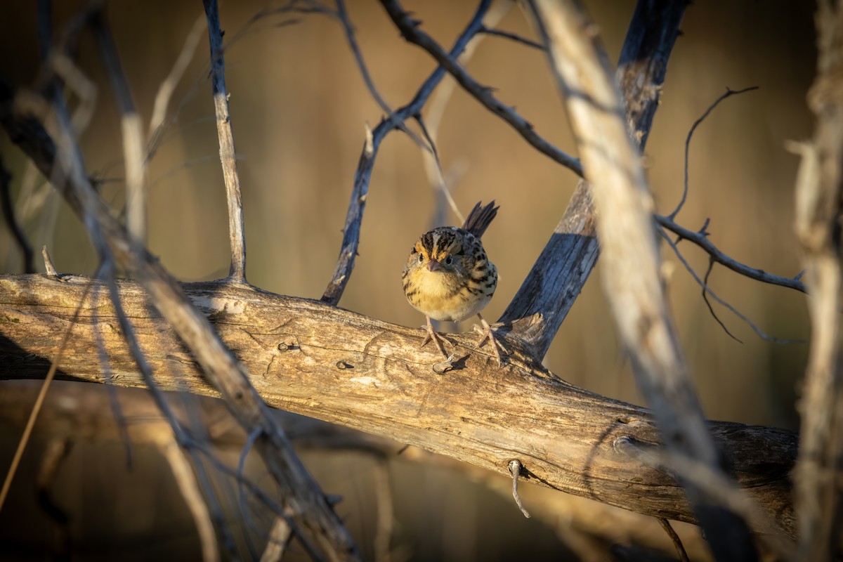 LeConte's Sparrow - ML643766152