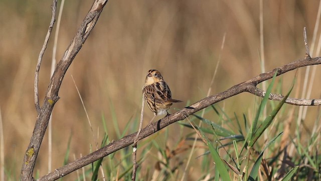 LeConte's Sparrow - ML643766154