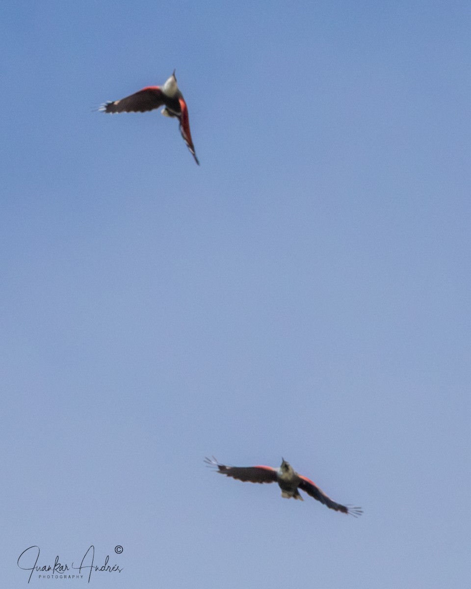 Wallcreeper - ML643766157