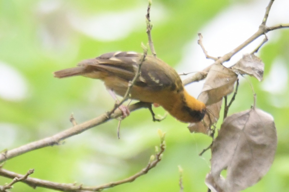 Sao Tome Weaver - ML643766161