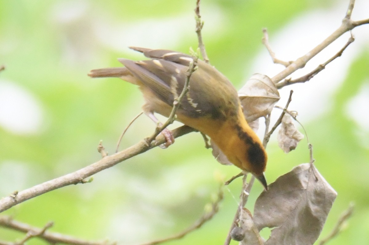 Sao Tome Weaver - ML643766162