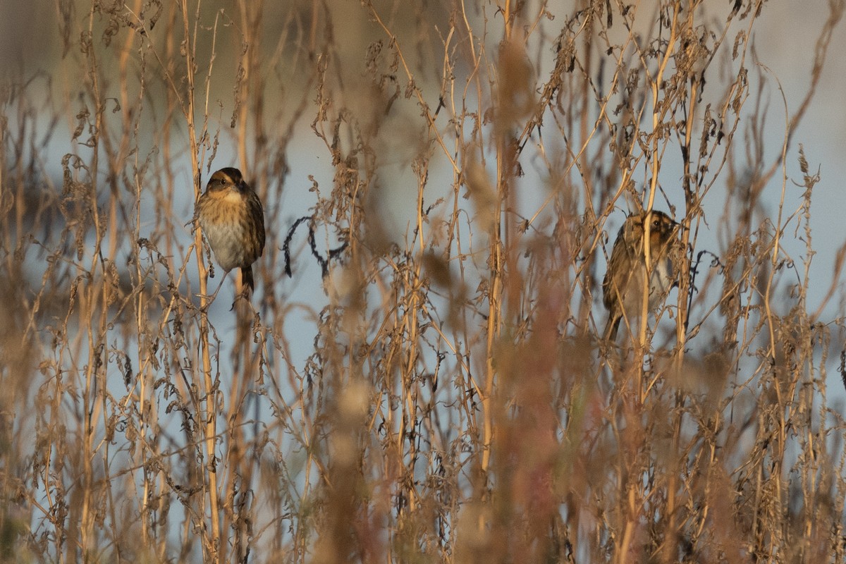Nelson's Sparrow - ML643766165