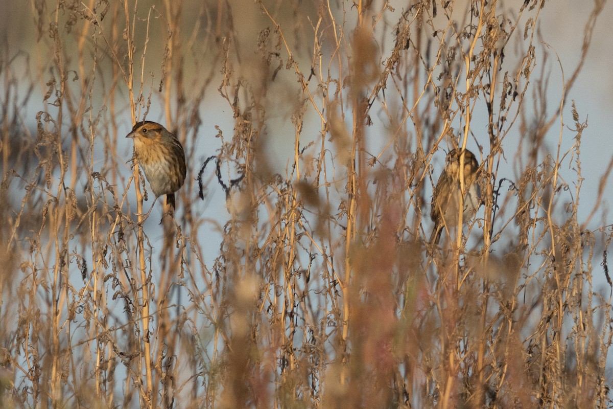 Nelson's Sparrow - ML643766166