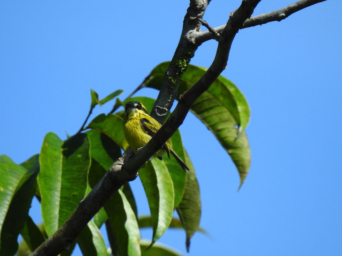 Yellow-browed Tody-Flycatcher - ML643766173
