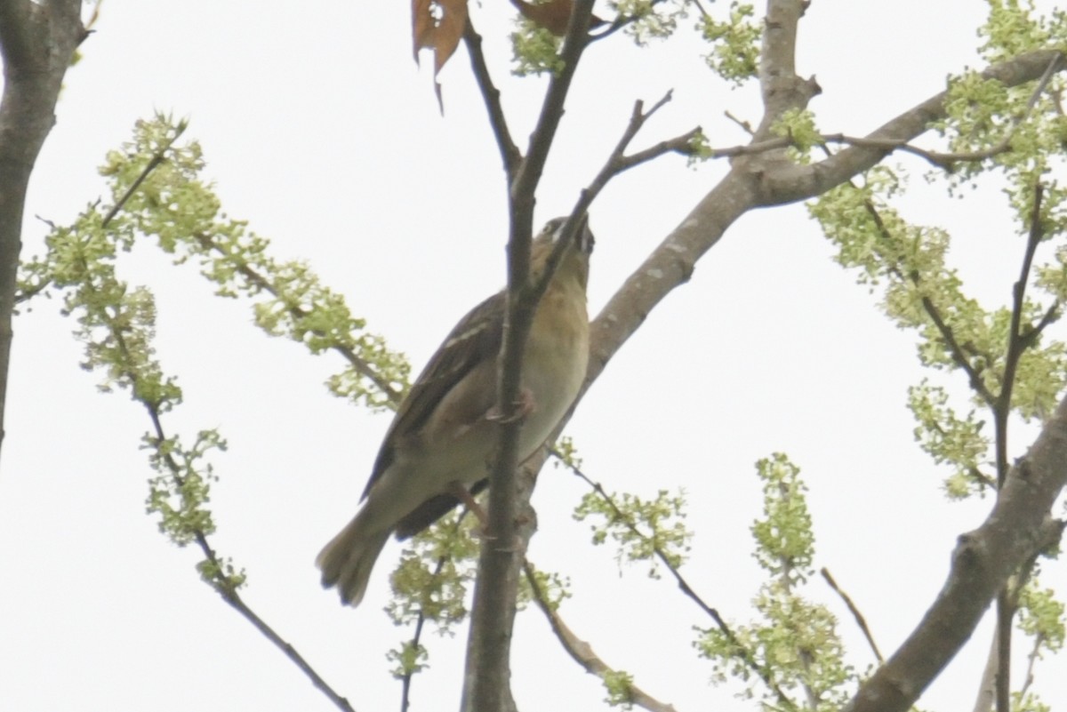 Sao Tome Weaver - ML643766179