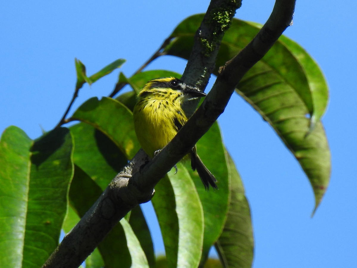 Yellow-browed Tody-Flycatcher - ML643766180