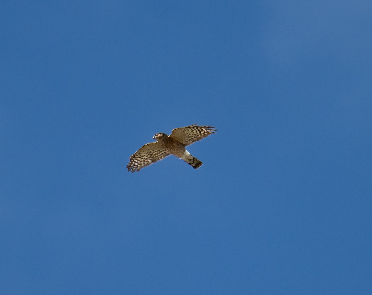 Sharp-shinned Hawk - ML643766181