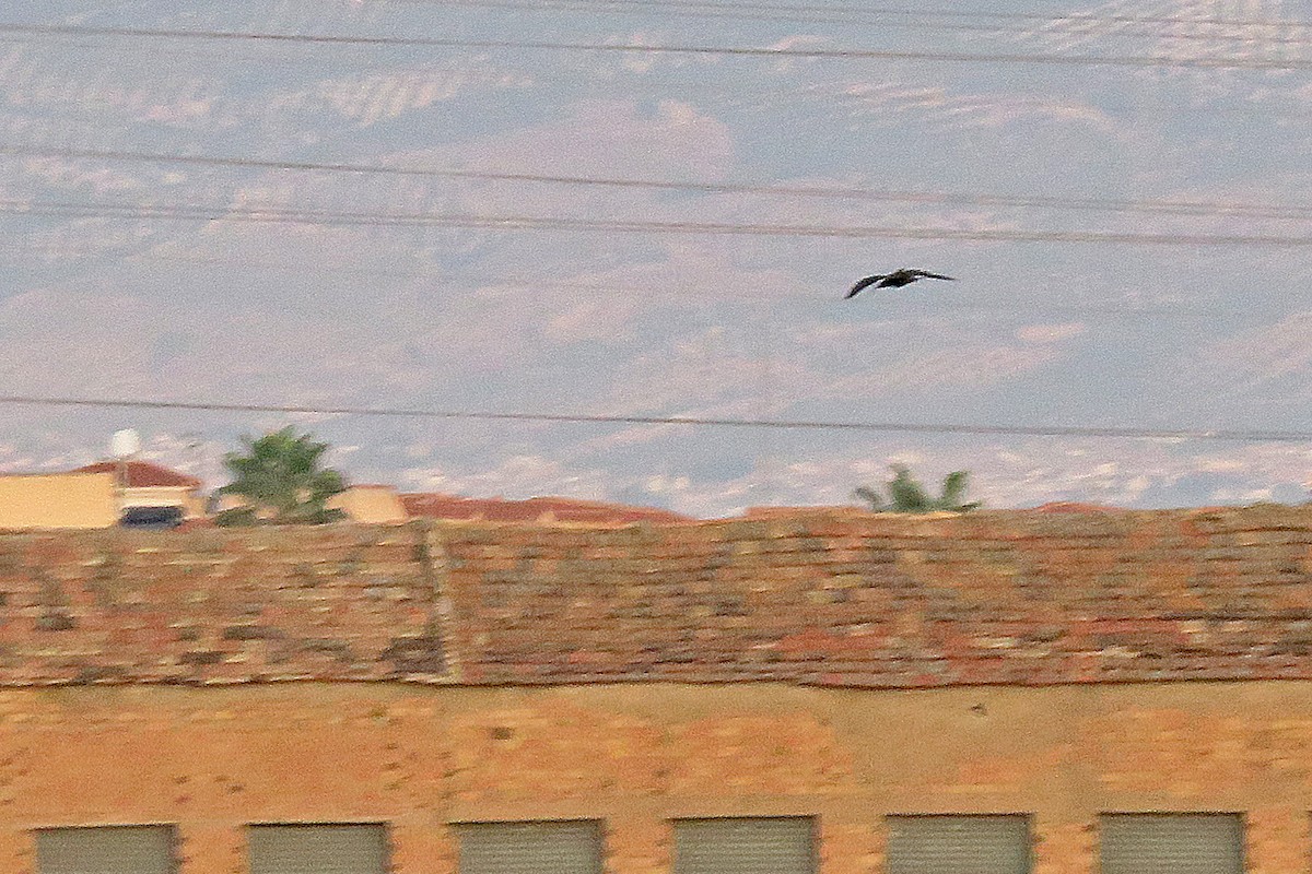 Northern Bald Ibis - ML643766184