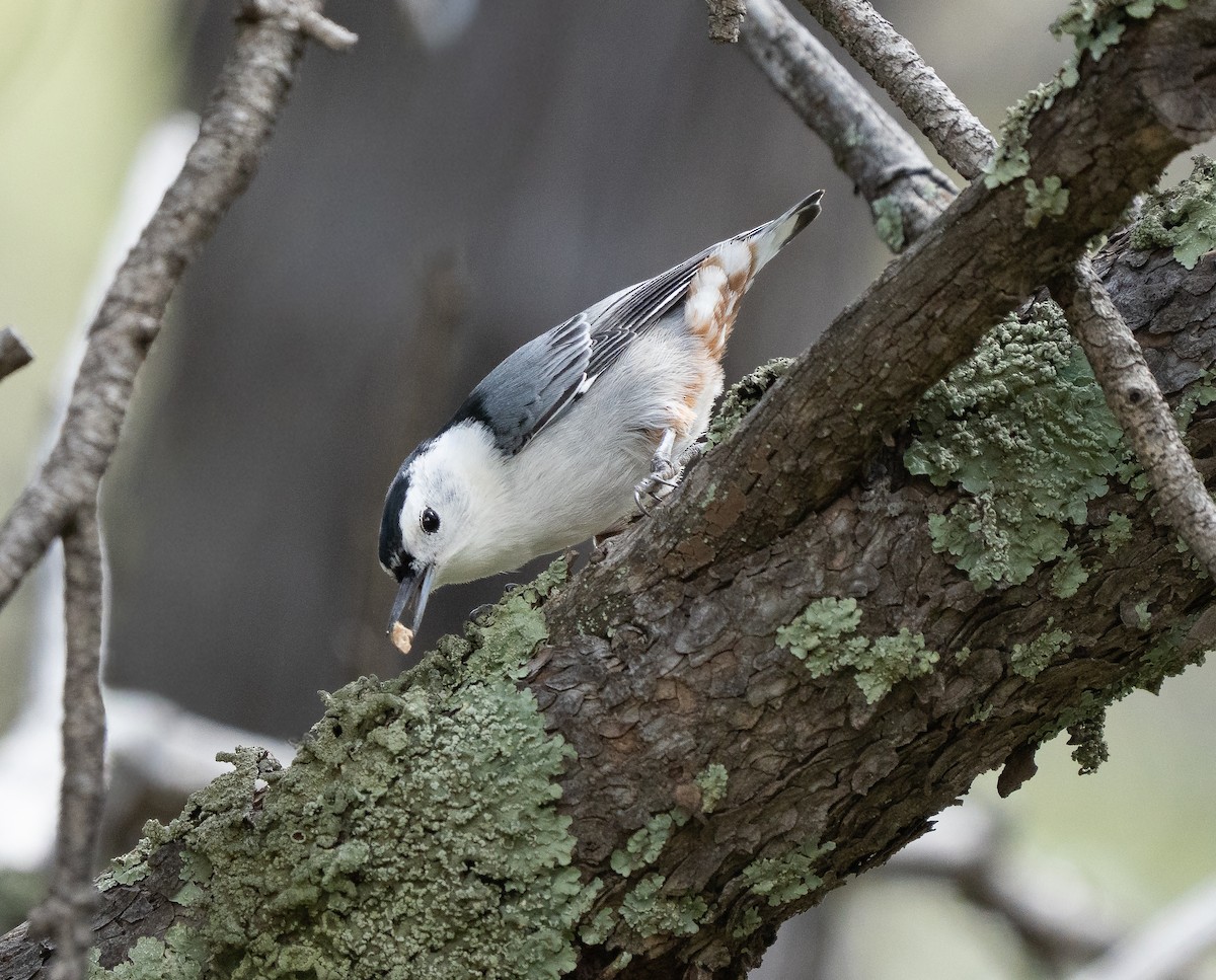 White-breasted Nuthatch - ML643766213