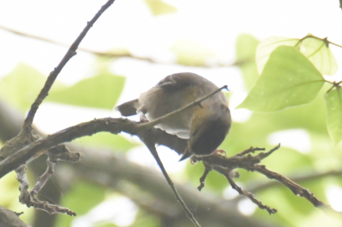 Sao Tome Weaver - ML643766214