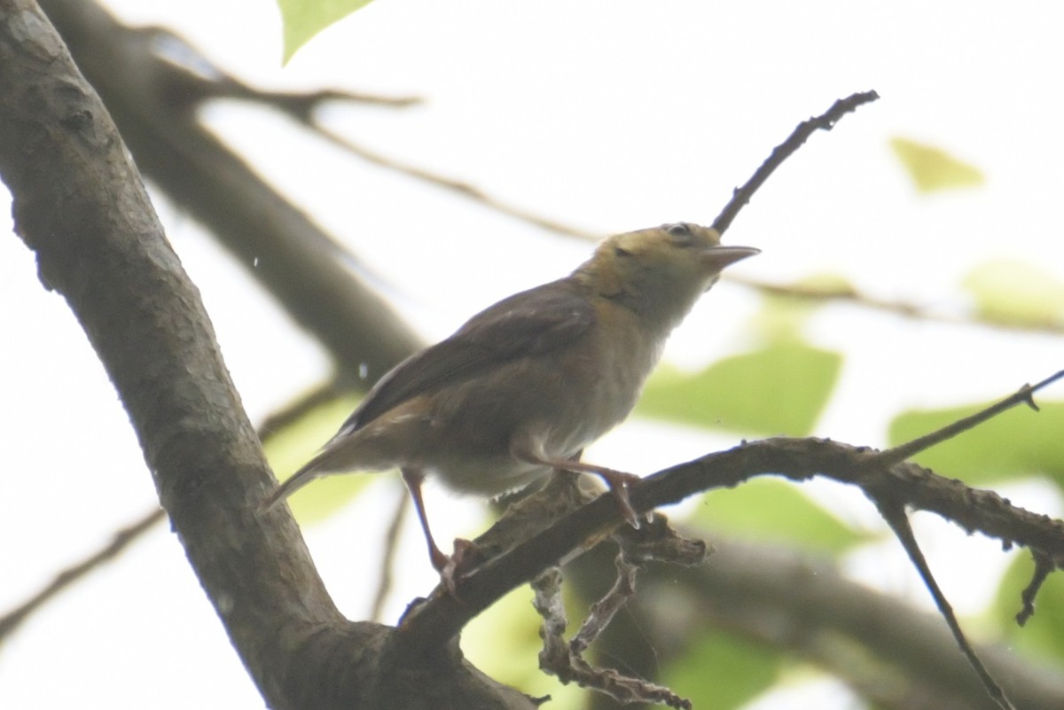 Sao Tome Weaver - ML643766215