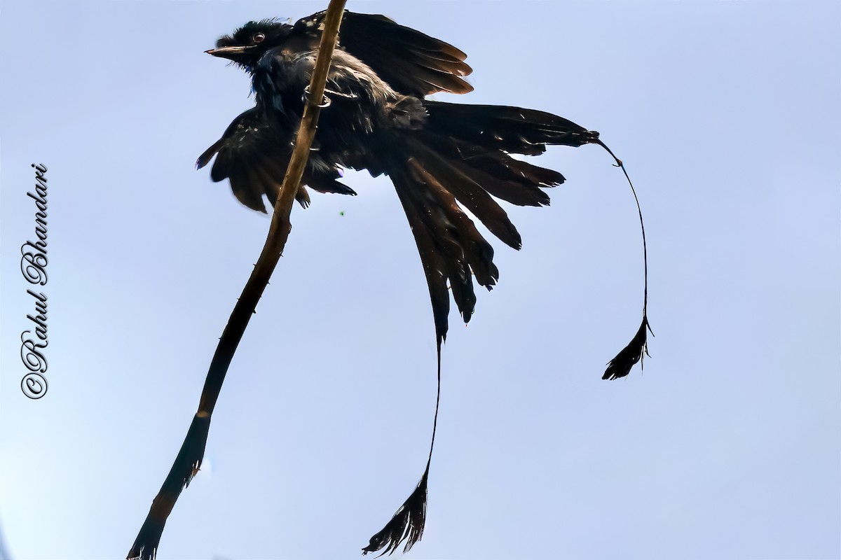 Greater Racket-tailed Drongo - ML643766223