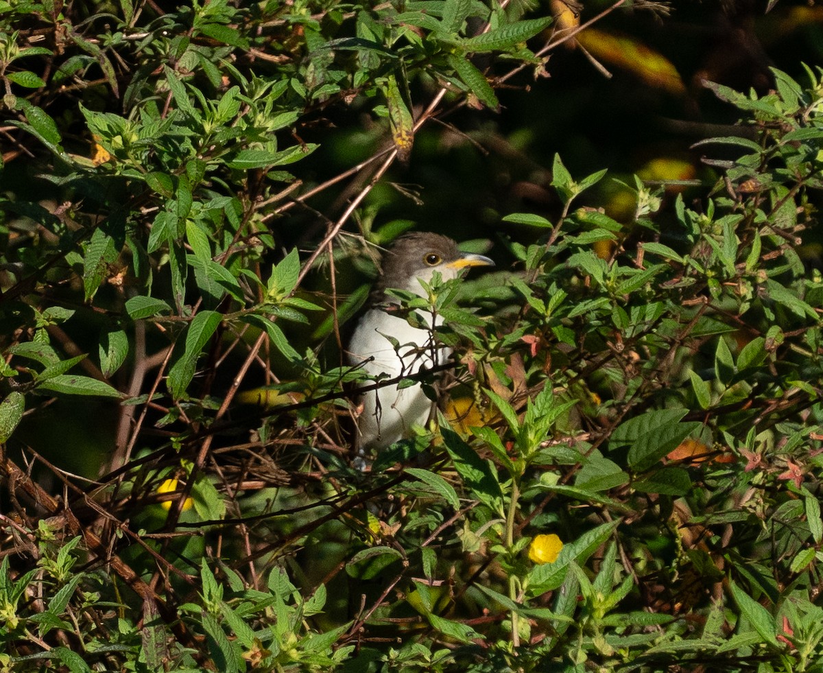 Yellow-billed Cuckoo - ML643766238