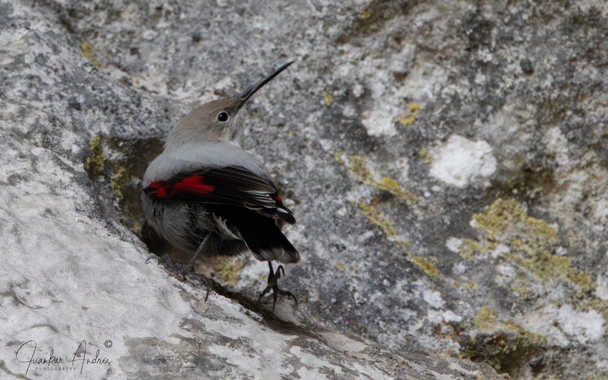 Wallcreeper - ML643766242
