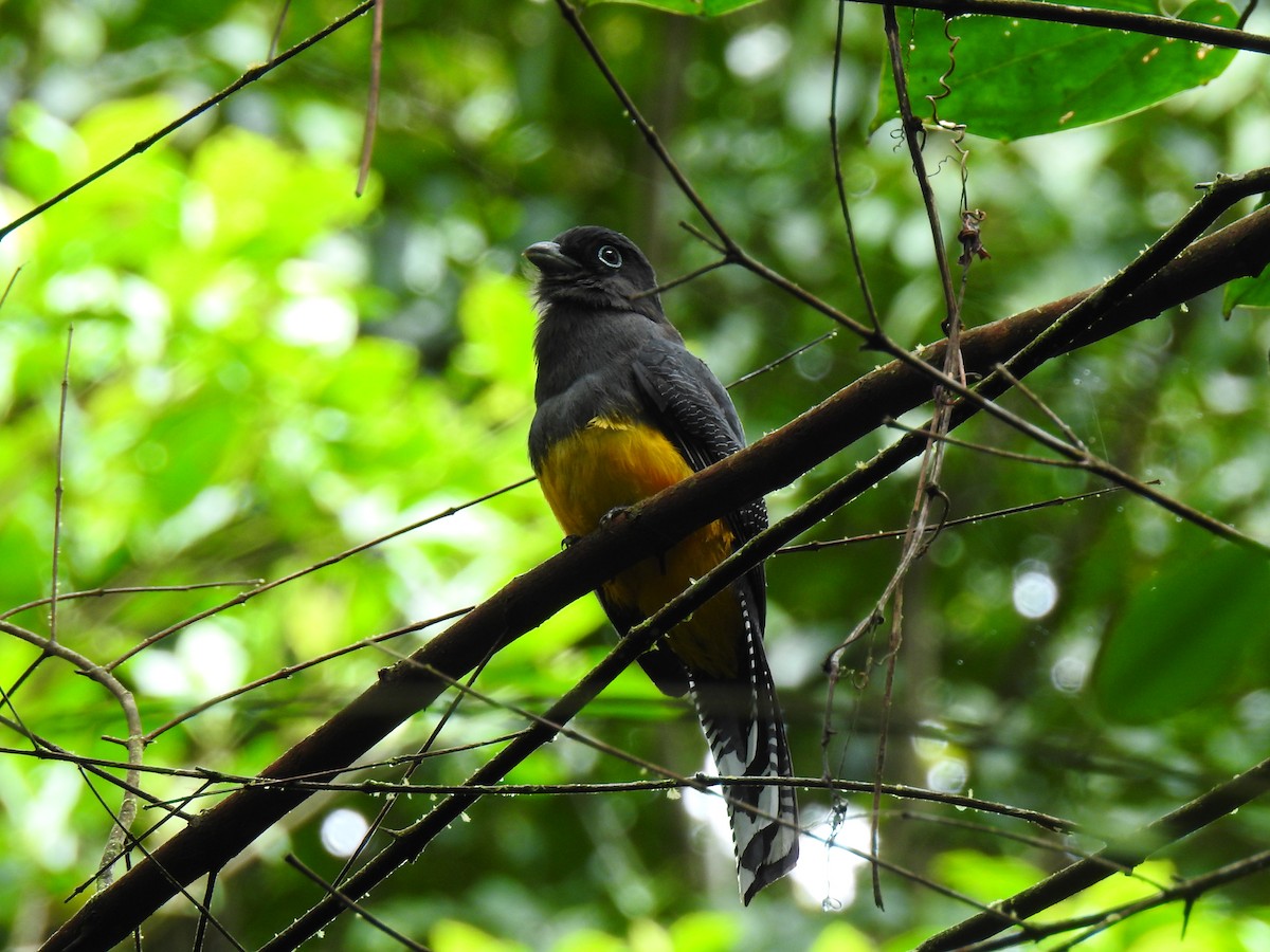 Green-backed Trogon - ML643766252