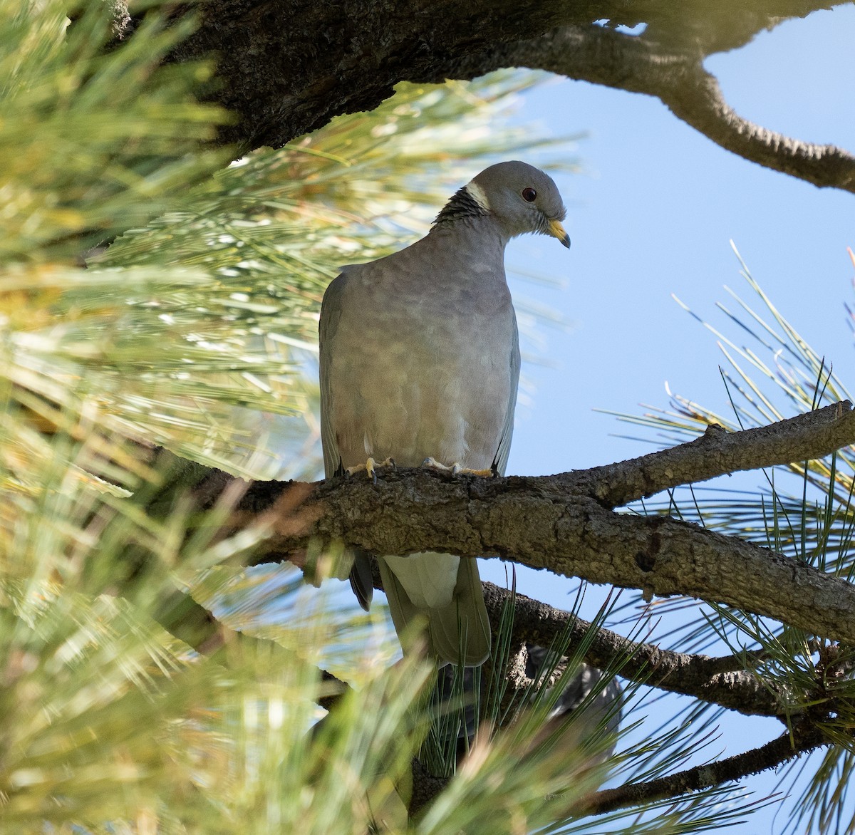 Band-tailed Pigeon - ML643766259