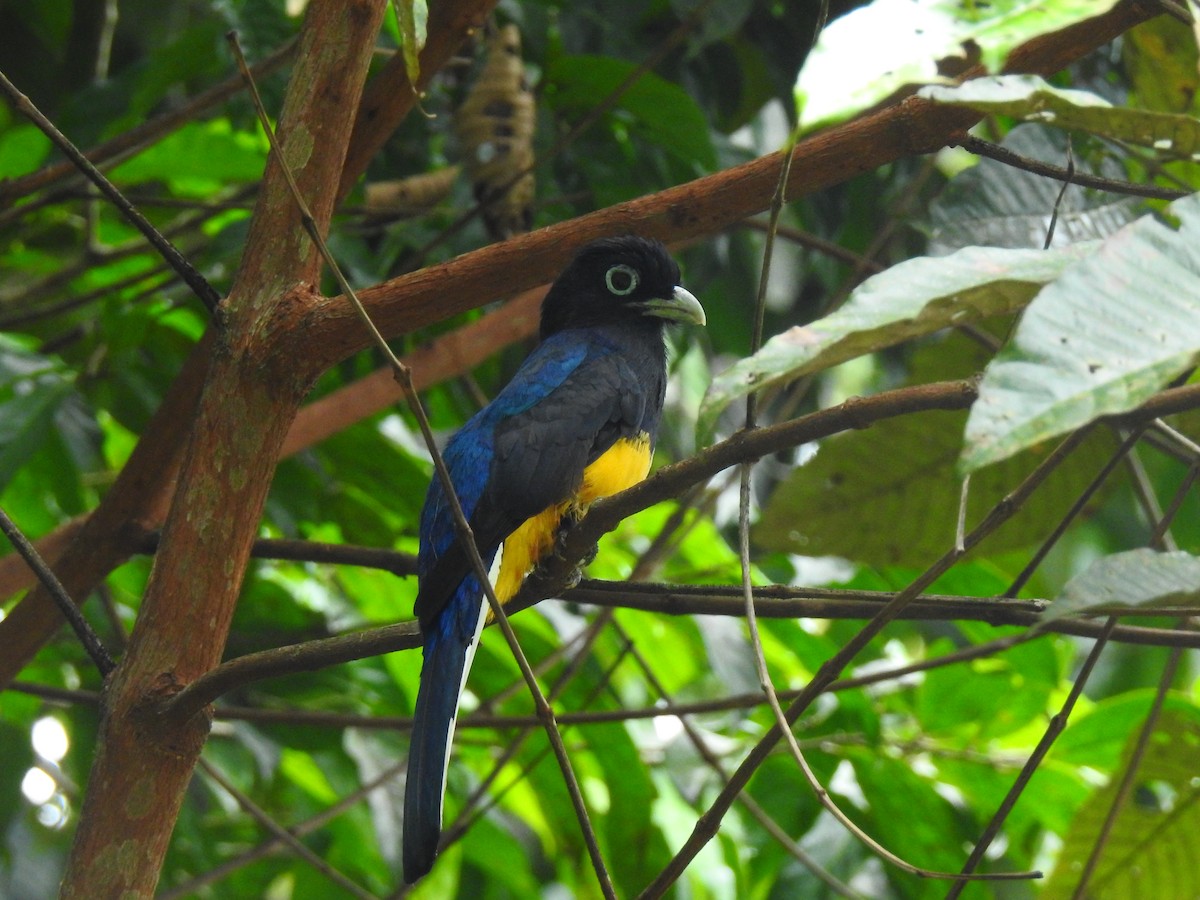Green-backed Trogon - ML643766266