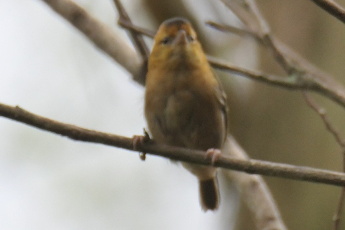 Sao Tome Weaver - ML643766288