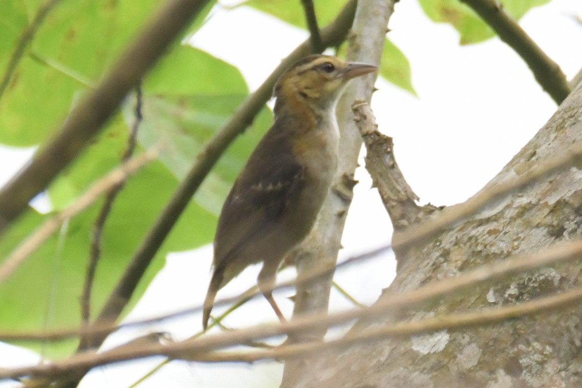 Sao Tome Weaver - ML643766289