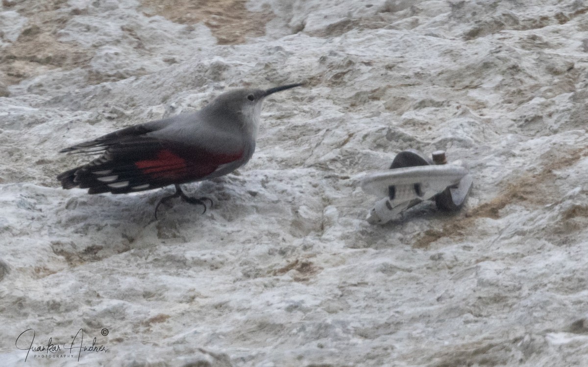 Wallcreeper - ML643766292
