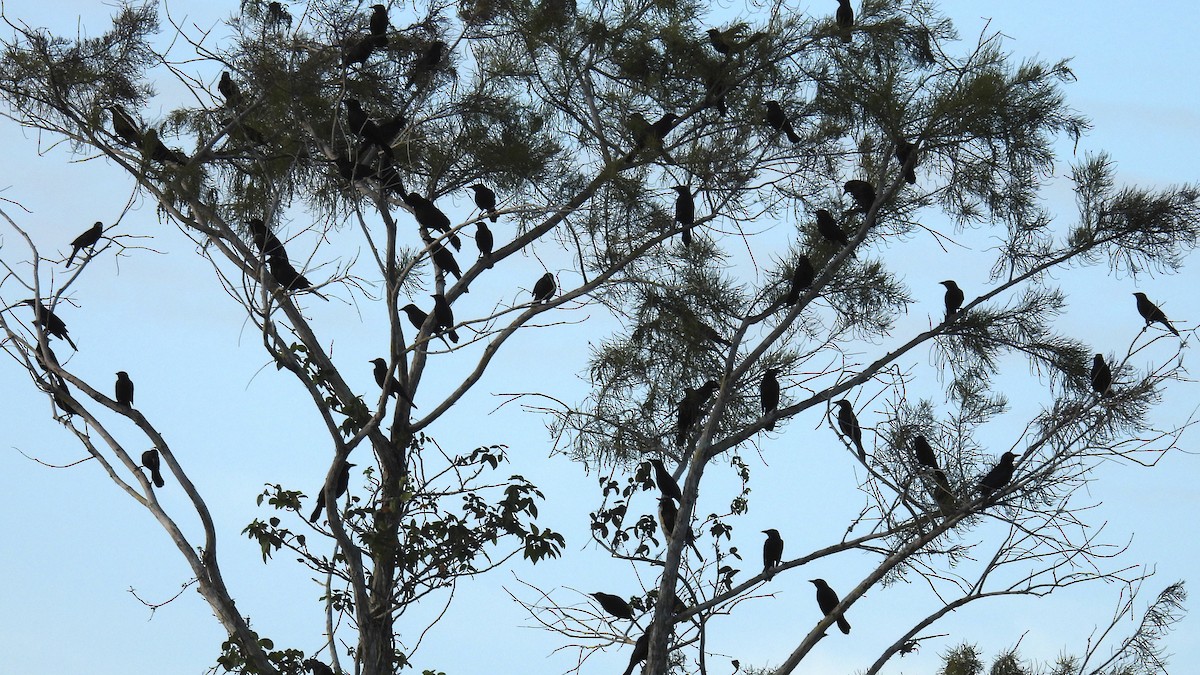 Common Grackle - ML643766295