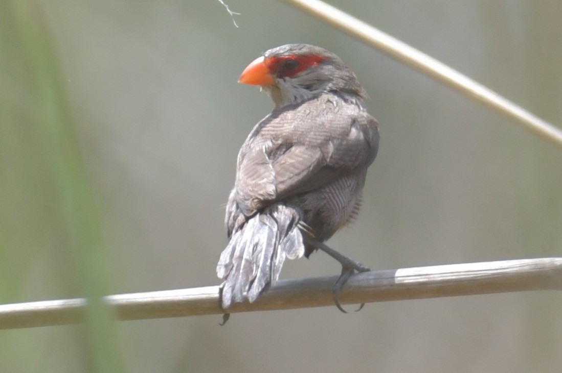 Common Waxbill - ML643766316