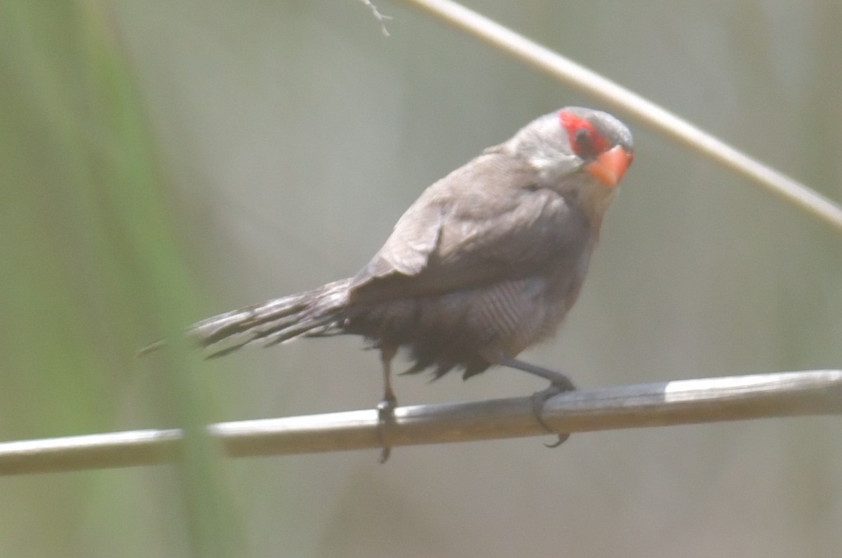 Common Waxbill - ML643766317