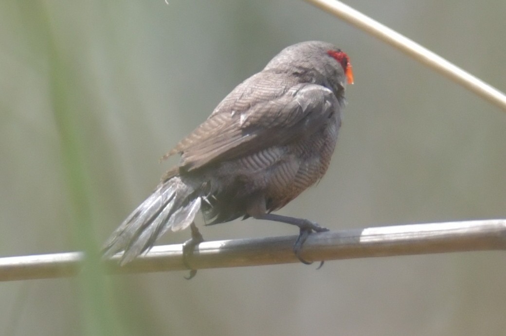 Common Waxbill - ML643766318
