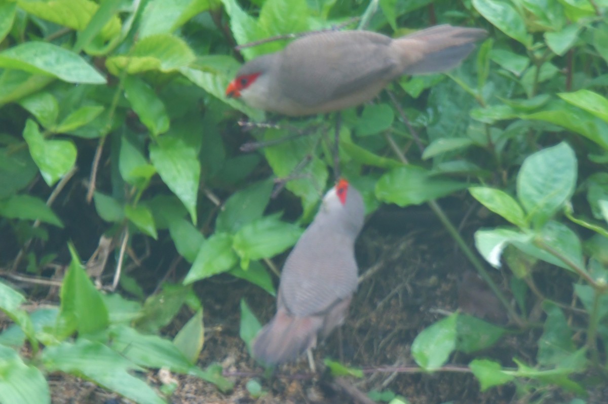 Common Waxbill - ML643766319