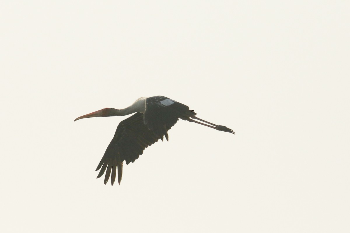 Painted Stork - ML643766327